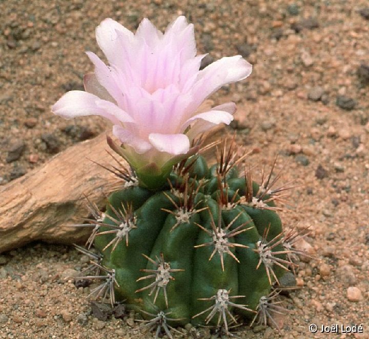 Gymnocalycium horridispinum mercedesense JL-057